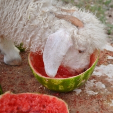 Everybody Likes Watermelon