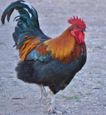 Fowl Rooster