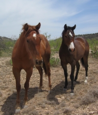 Pair of Horses in Crockett County