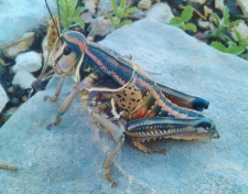 Plains Lubber Grasshopper FB