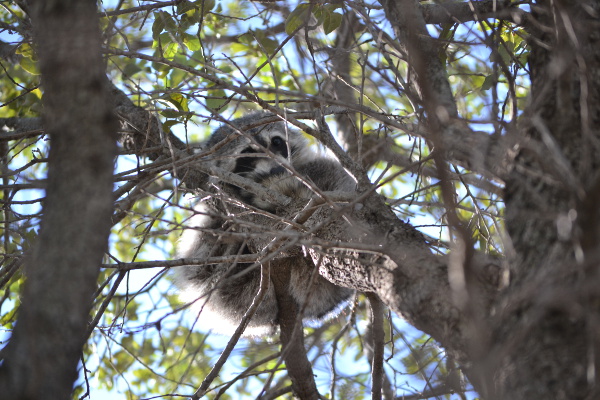 Hidden Raccoon in Liveoak Tree