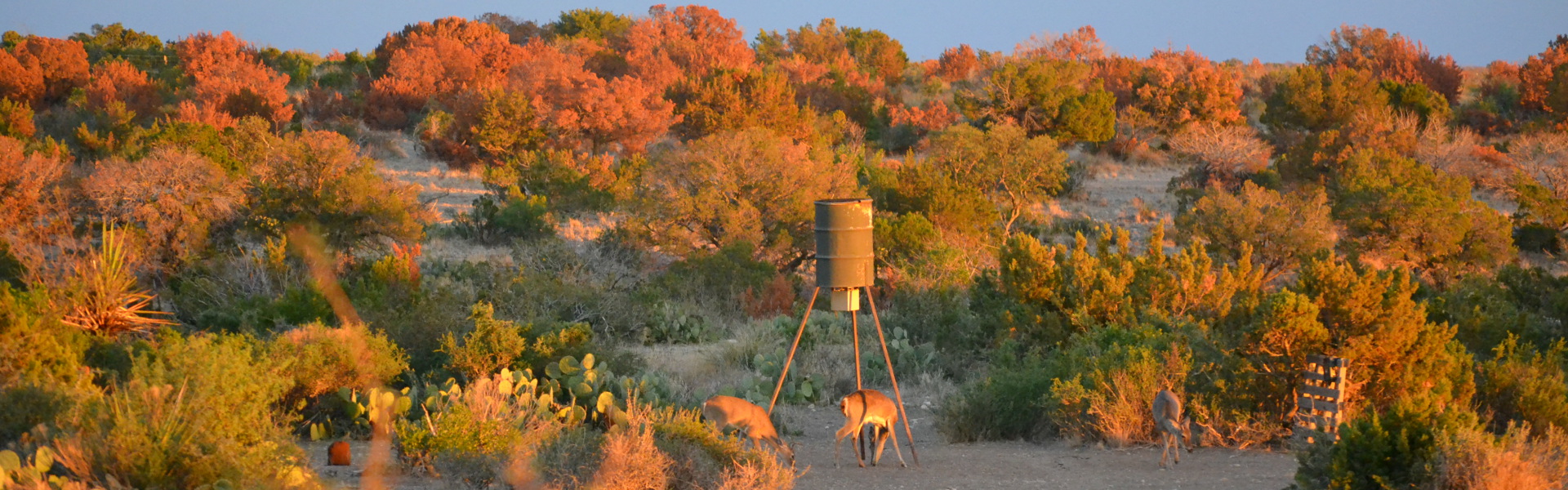 Deer at Corn Feeder - cropped