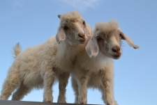Angora Goats Love to Climb Gallery Medium