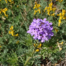 Blooms in March