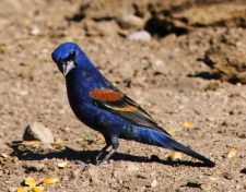 Blue Grosbeak