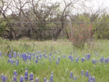 Bluebonnets Medium