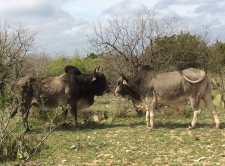 Brahman Bulls