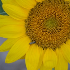 Busy Bee in the Sunflower