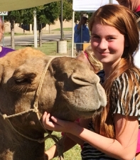 Camels at the Ozona Chamber