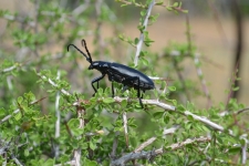 Gigantic Beetle Med Scaled