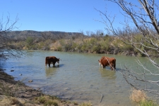 Hereford Cows Water in Pecos River Medium