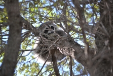 Hidden Picture Coon in Liveoak Tree- Medium