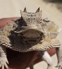 Horned Toad