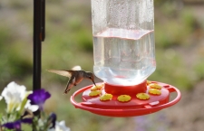 Hummingbird at Feeder