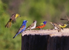 Landing Bird on a Stock Tank by Sandra Childress