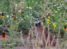 Quail in the Grass FB