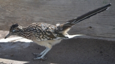 Roadrunner