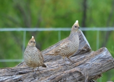 Scaled Quail