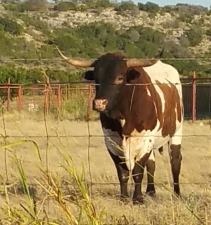 Texas Longhorn FB