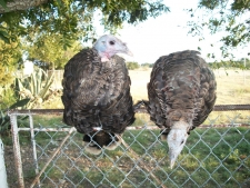Turkeys Stand Guard Medium Scaled