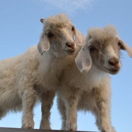 Angora Goats Love to Climb Gallery Medium 2