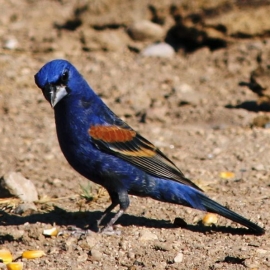 Blue Grosbeak