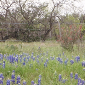 Bluebonnets Medium