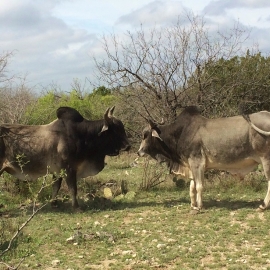 Brahman Bulls - FB