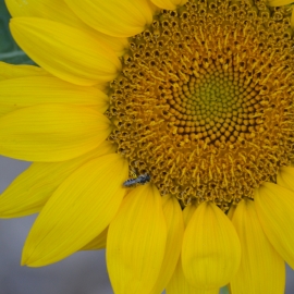 Busy Bee in the Sunflower - square