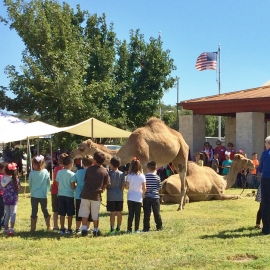 Camels Visit the HOTW Map Launch sm