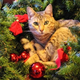 Cat in a Wreath-942x628