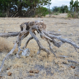 Cedar Stump FB