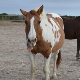 Christmas Sticks Out Her Tongue Fall 2012 FB