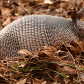 Crockett County armadillo-900x600 - Google