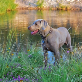 Dog in the Pond Scaled