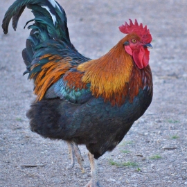 Fowl Rooster - Med