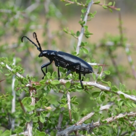 Gigantic Beetle Med Scaled