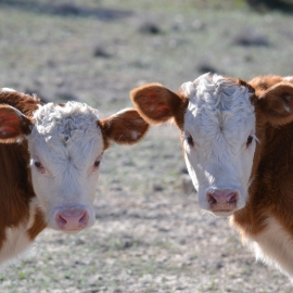 Gossiping Hereford Calves FB scale 2