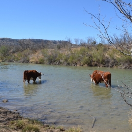 Hereford Cows Water in Pecos River Medium