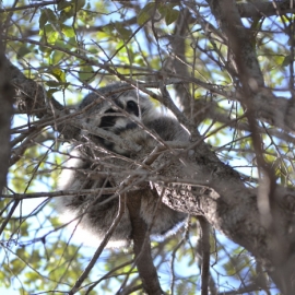 Hidden Picture Coon in Liveoak Tree- Medium