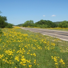 Highway with Wildflowers850x618