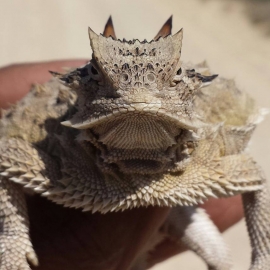 Horned Toad