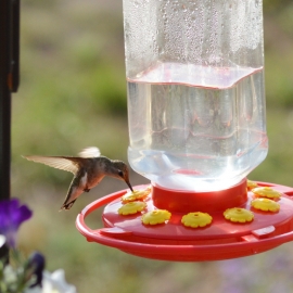 Hummingbird at Feeder