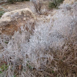 Icy Trail 2-27-15 Med