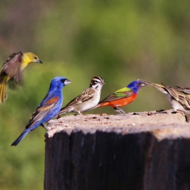 Landing Bird on a Stock Tank by Sandra Childress