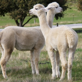 Llamas Looking 1200x628
