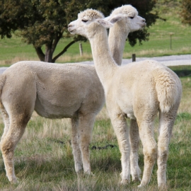 Llamas Looking 1200x628