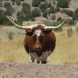 Longhorn Bull-828x628