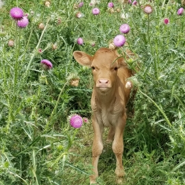 Matthew - Calf in the Thistle-800x665