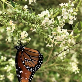 Monarch in the Interpretive Trail 1000x1279